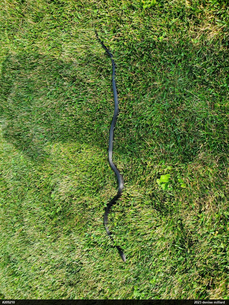 Eastern Ratsnake