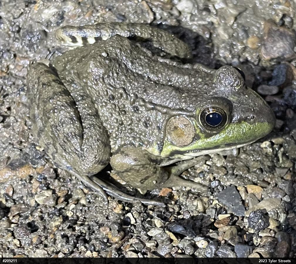 Green Frog