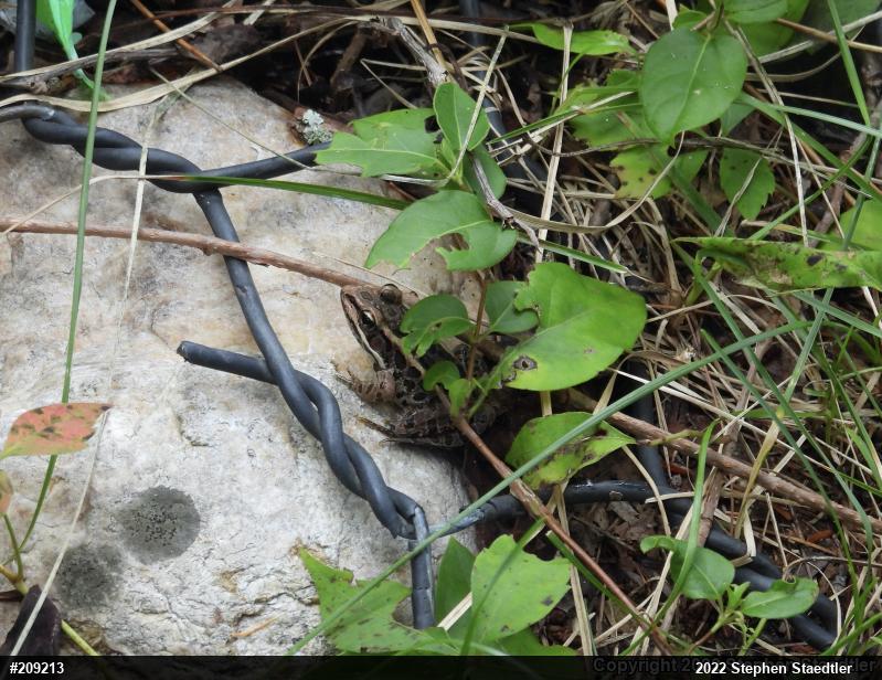 Pickerel Frog