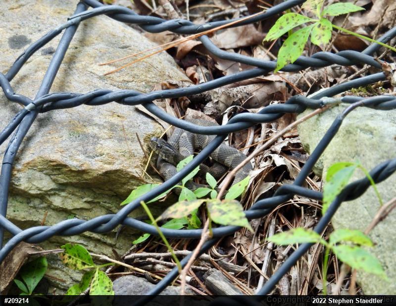 Northern Watersnake