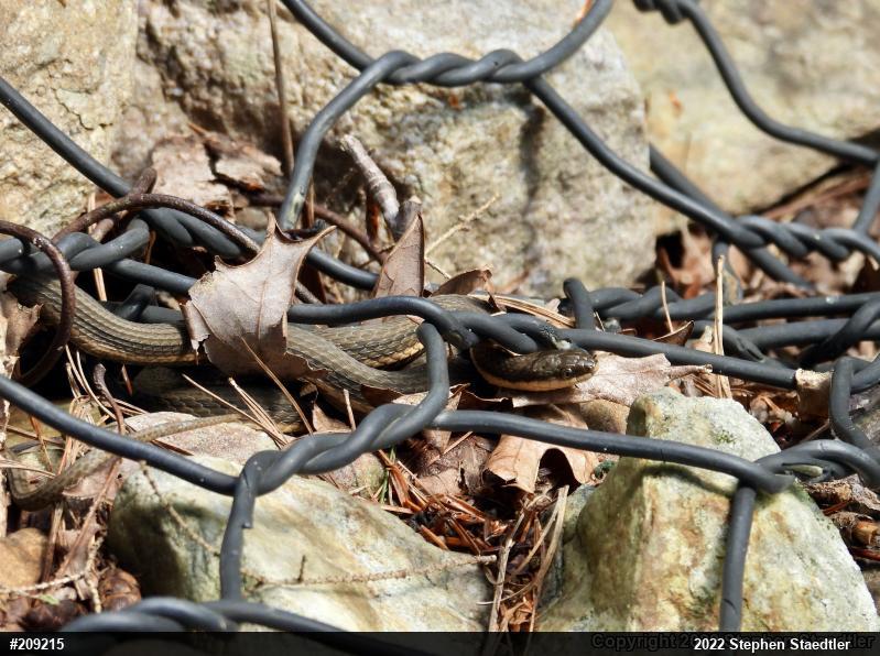 Queensnake