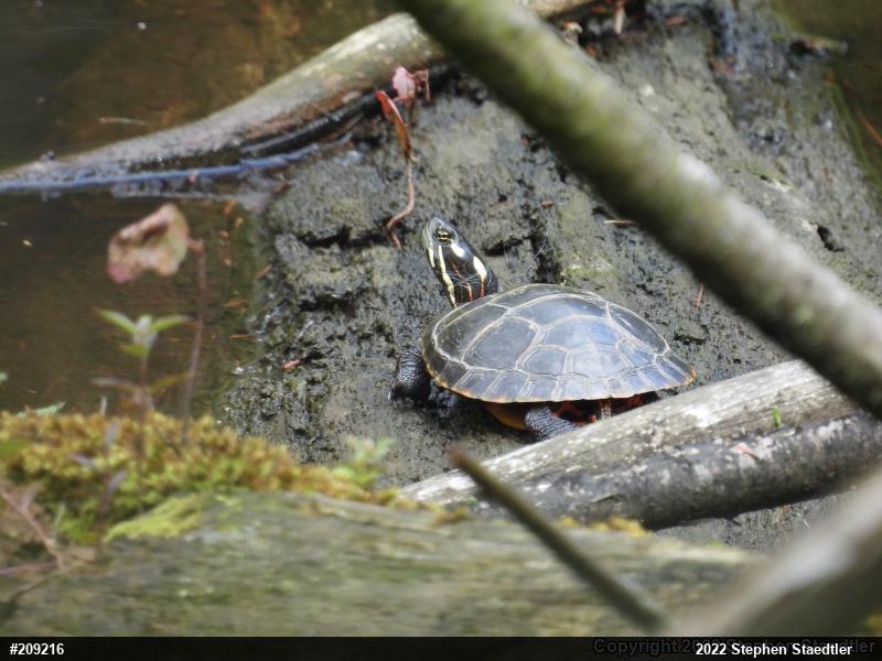 Eastern Painted Turtle