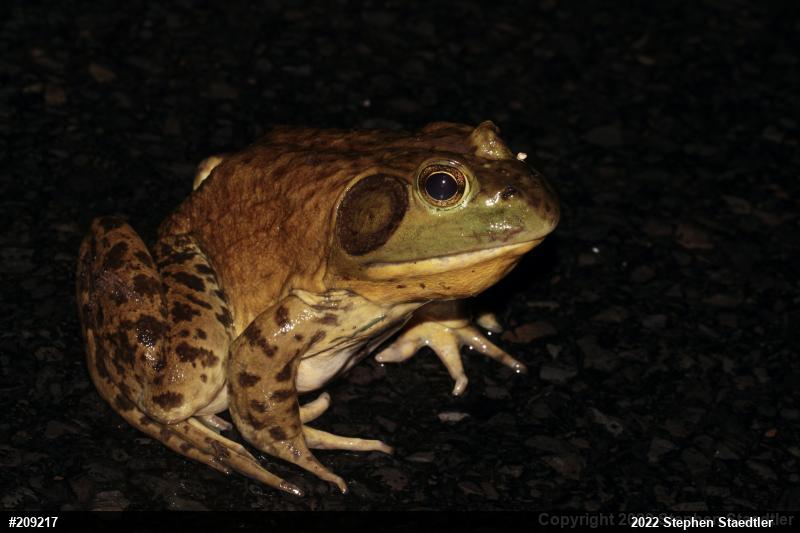 American Bullfrog