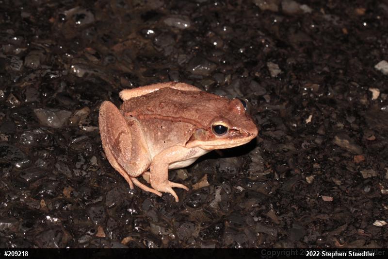 Wood Frog