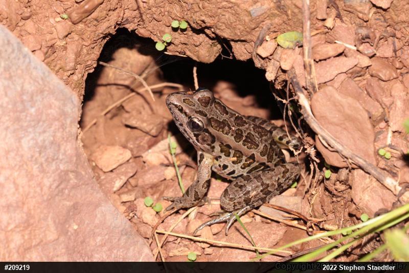 Pickerel Frog
