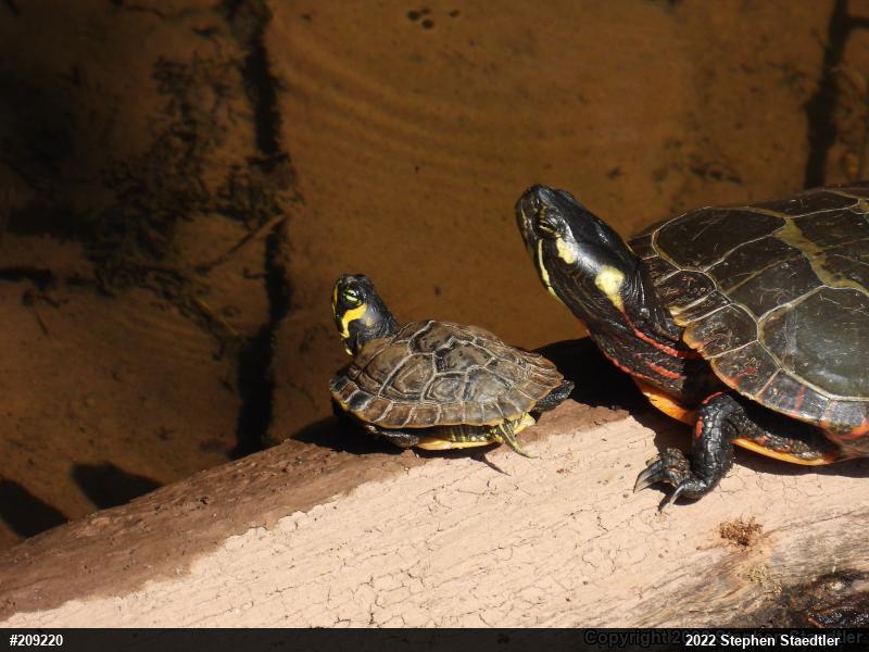Yellow-bellied Slider