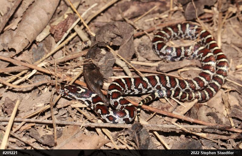Eastern Milksnake