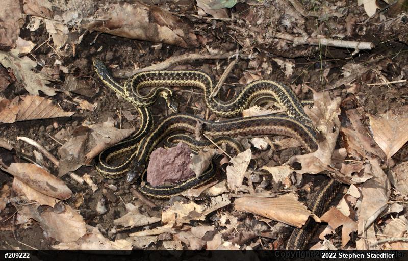 Eastern Gartersnake