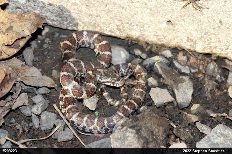 Eastern Milksnake