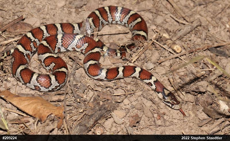 Eastern Milksnake