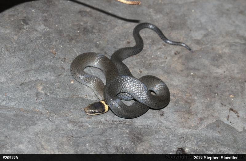 Northern Ring-necked Snake