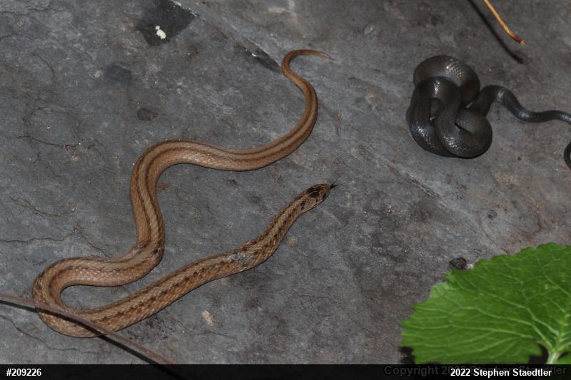 Dekay's Brownsnake
