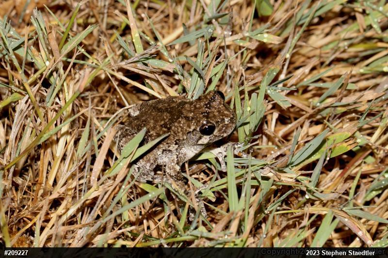 Unknown Gray Treefrog