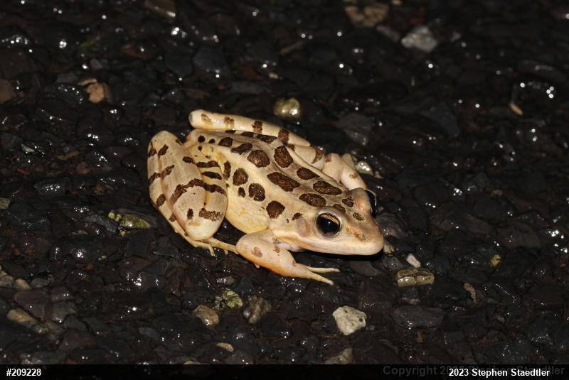 Pickerel Frog