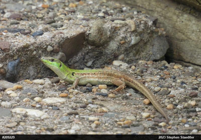 Italian Wall Lizard