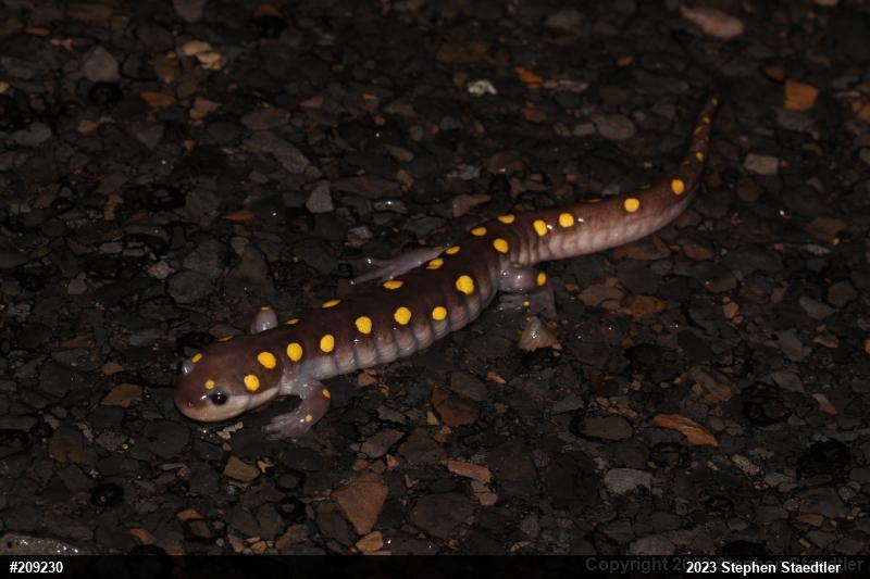 Spotted Salamander