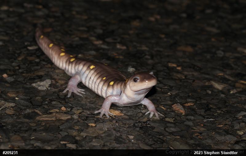 Spotted Salamander