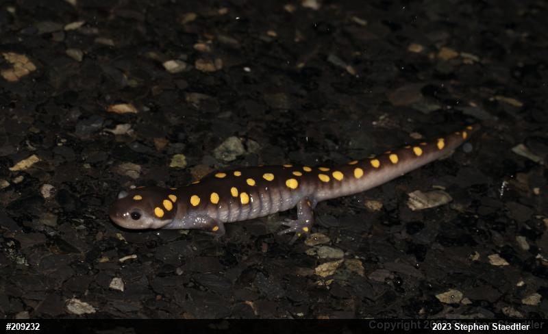 Spotted Salamander