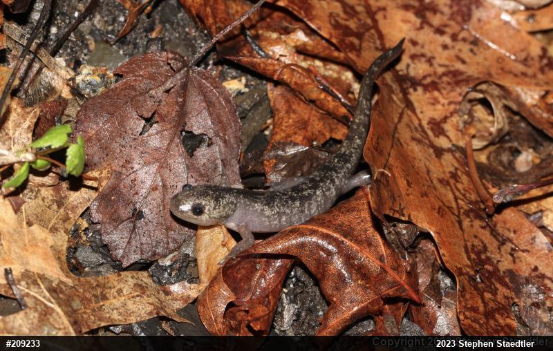 Marbled Salamander
