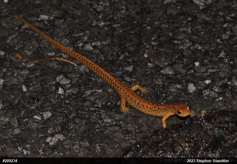 Eastern Long-tailed Salamander