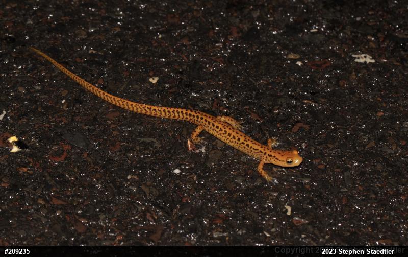Eastern Long-tailed Salamander