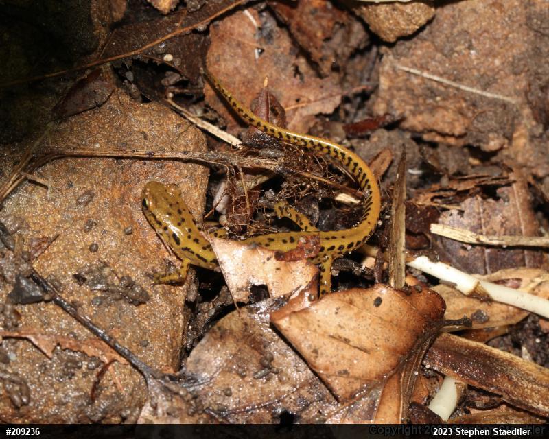 Eastern Long-tailed Salamander