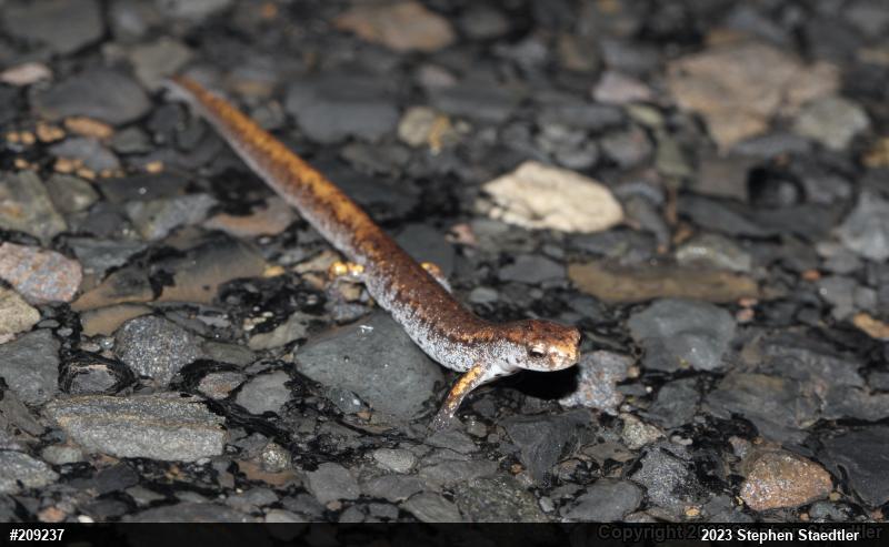 Four-toed Salamander
