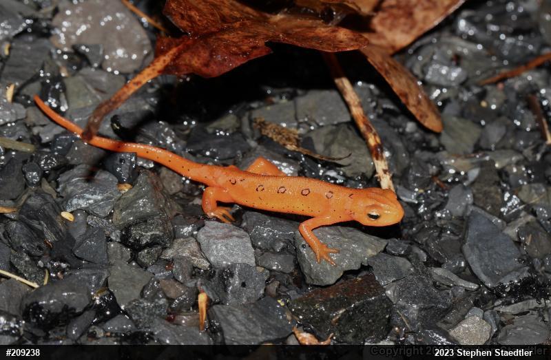 Red-spotted Newt
