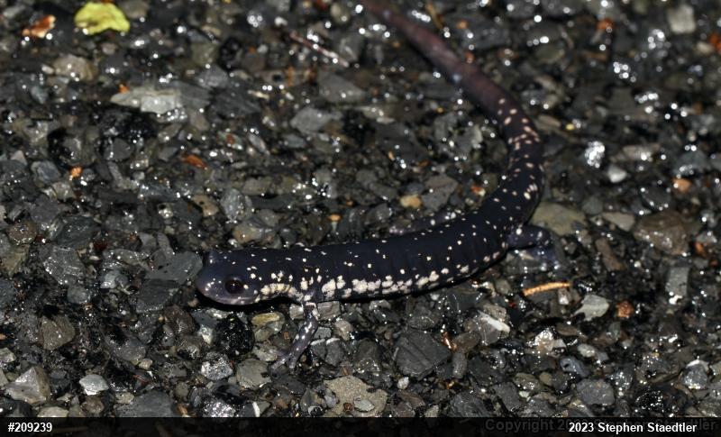 Northern Slimy Salamander