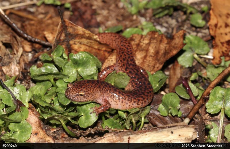 Northern Red Salamander