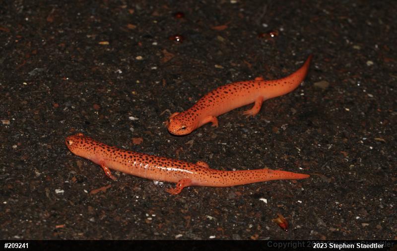 Northern Red Salamander