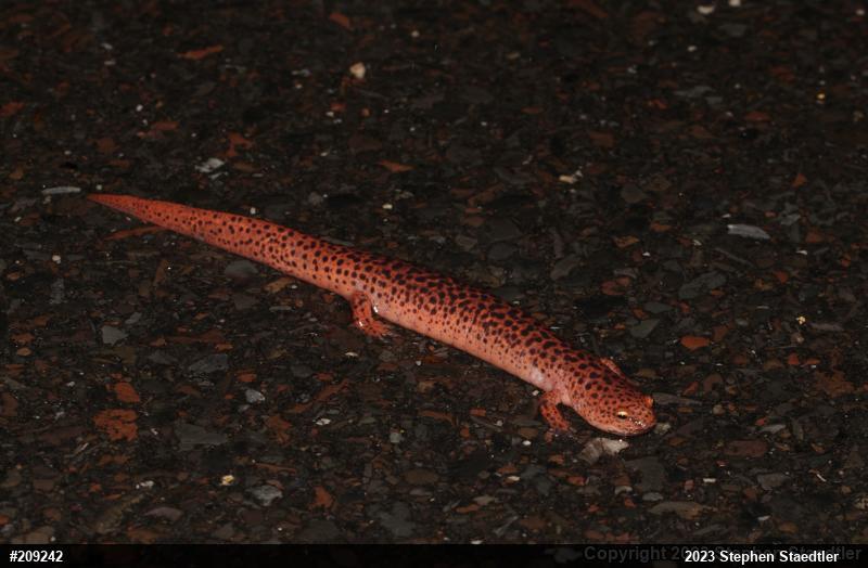 Northern Red Salamander
