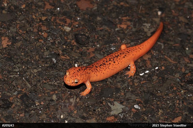 Northern Red Salamander