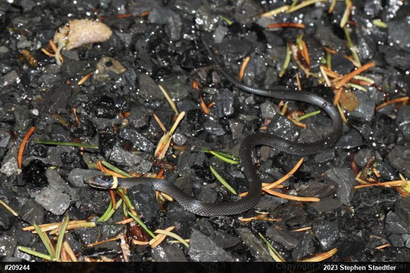 Northern Ring-necked Snake