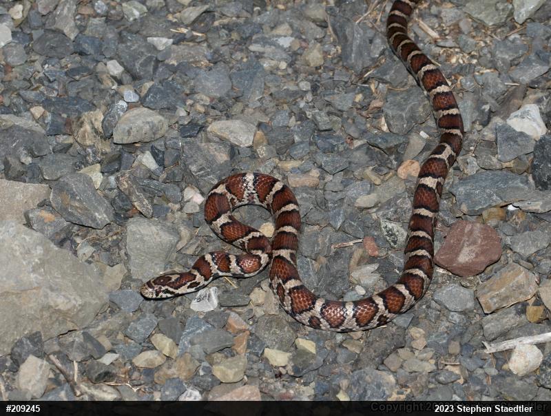 Eastern Milksnake