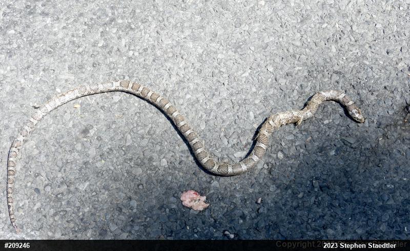 Eastern Milksnake