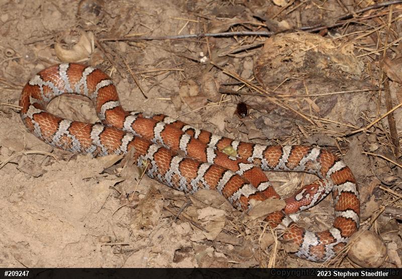 Eastern Milksnake