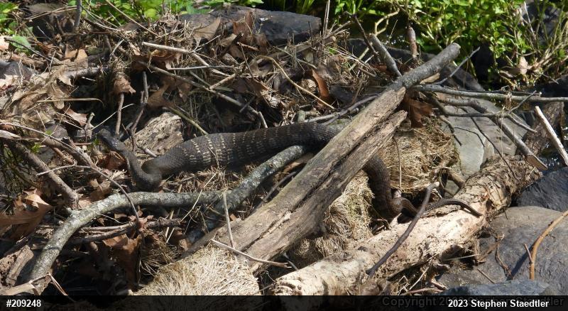 Northern Watersnake