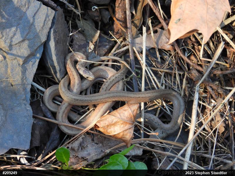 Dekay's Brownsnake