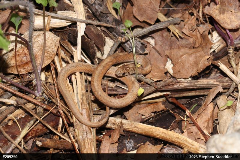 Dekay's Brownsnake