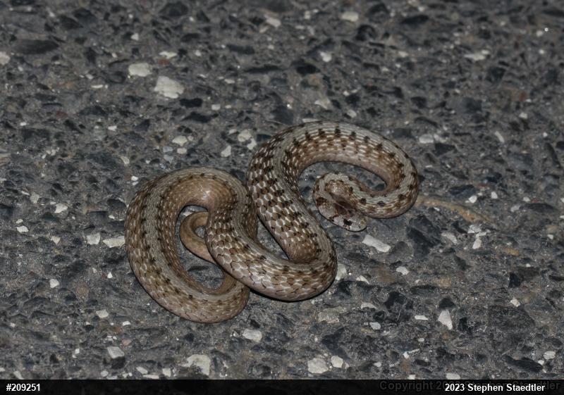 Dekay's Brownsnake