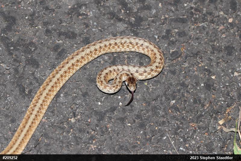 Dekay's Brownsnake