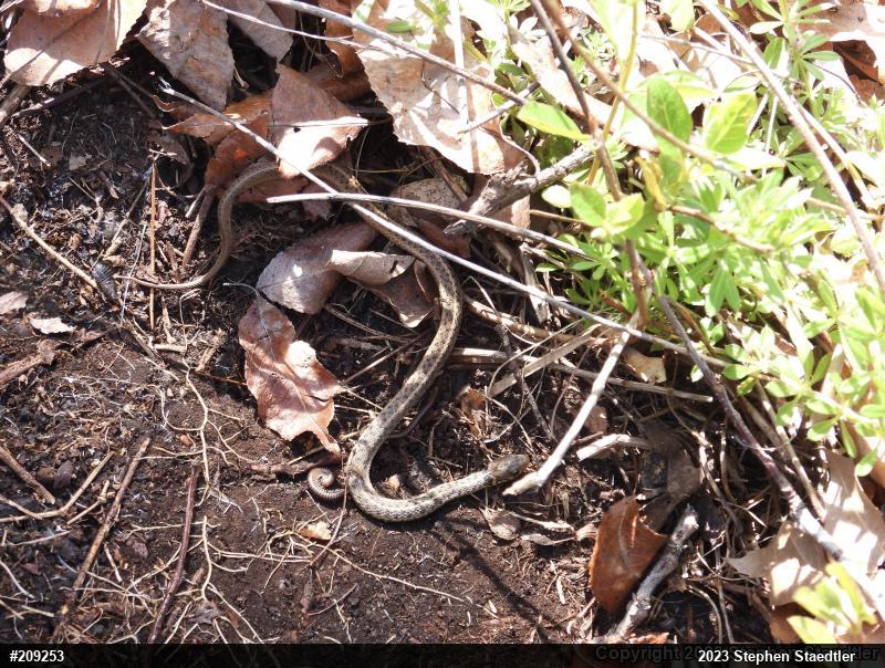 Eastern Gartersnake