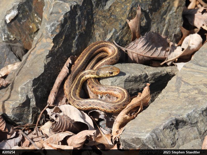 Eastern Gartersnake