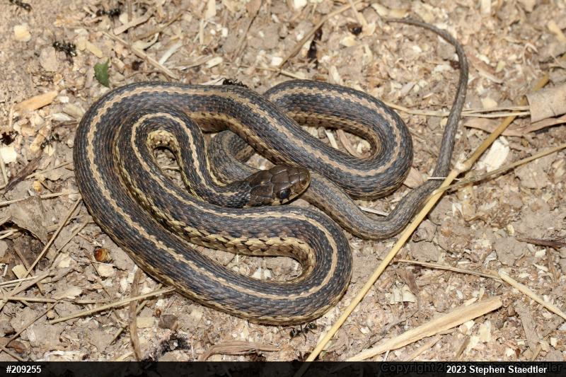 Eastern Gartersnake