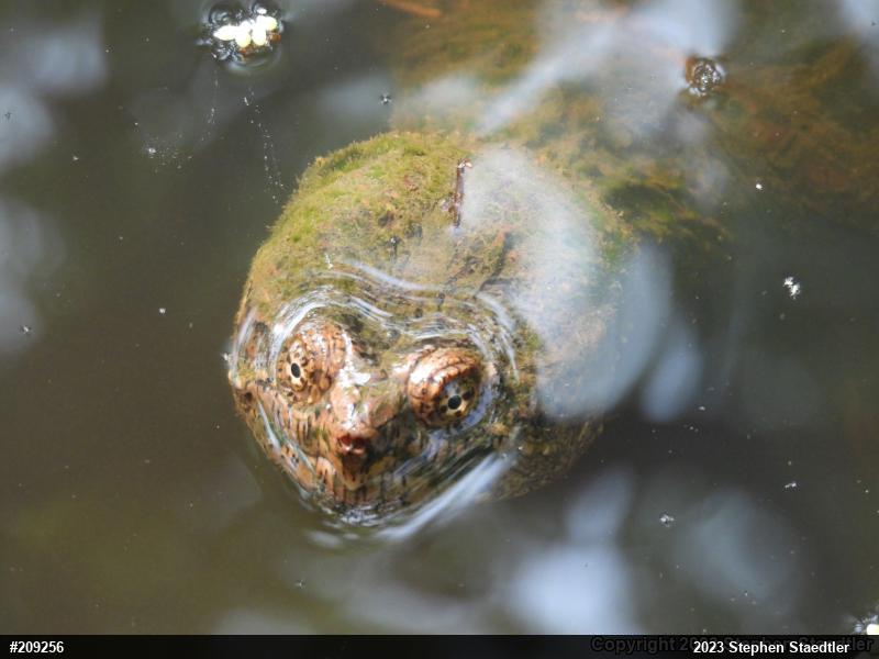 Snapping Turtle
