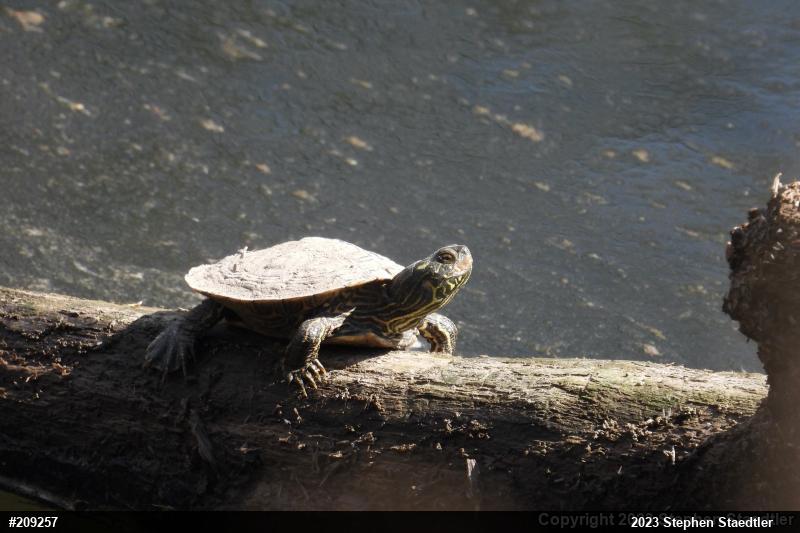 Northern Map Turtle