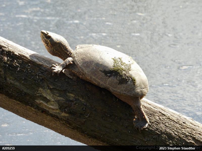 Eastern Musk Turtle