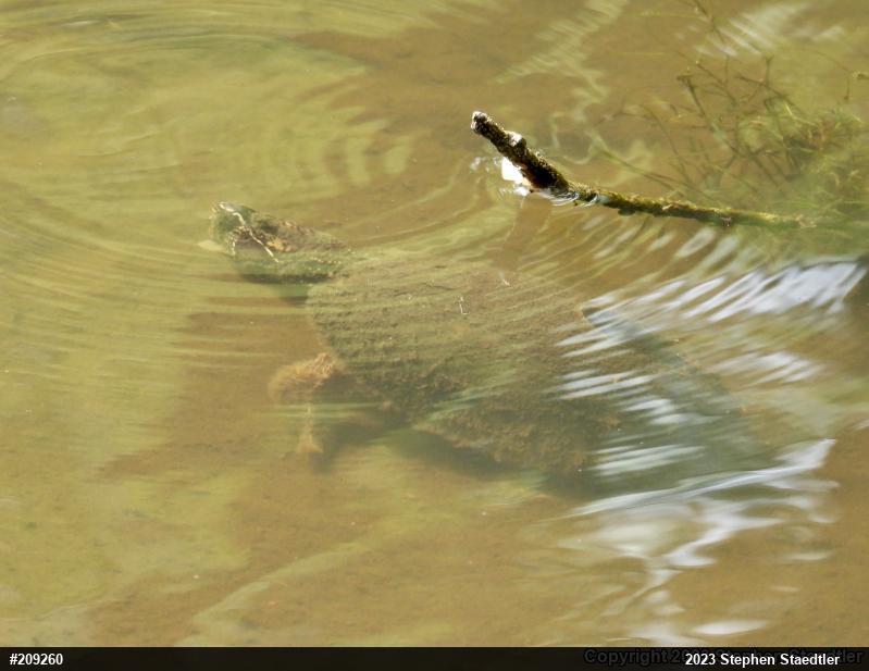 Eastern Musk Turtle