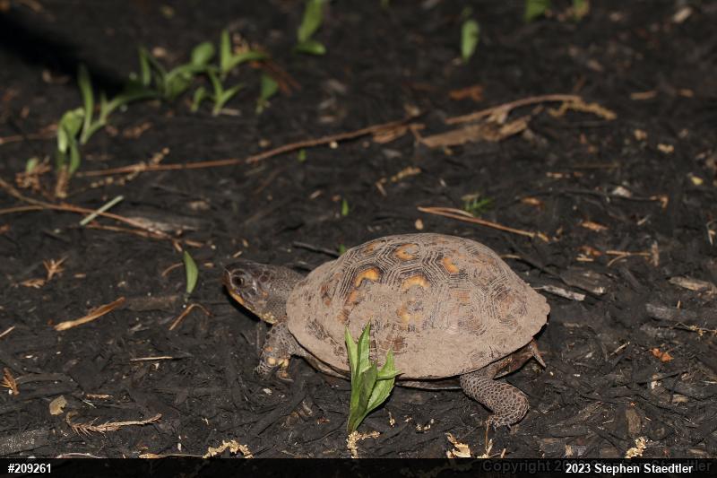 Eastern Box Turtle